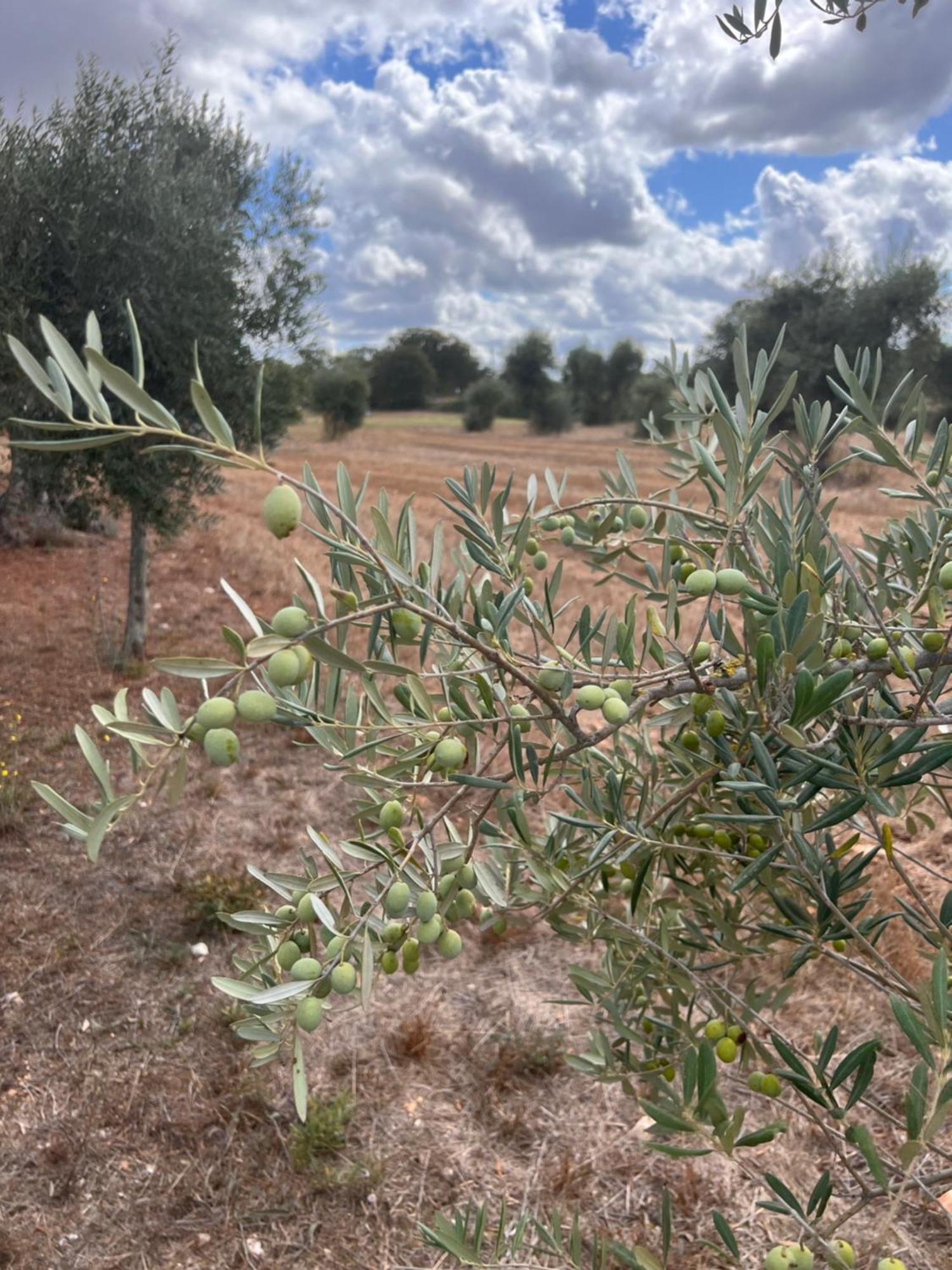 مارتينا فرانكا Masseria Battaglini المظهر الخارجي الصورة